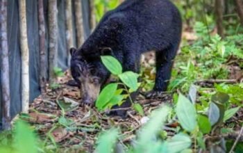 Beruang Hitam Muncul di TPS Lampung Barat, Warga Diminta Waspada