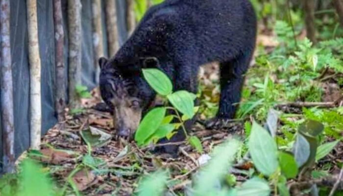 Beruang Hitam Muncul di TPS Lampung Barat, Warga Diminta Waspada