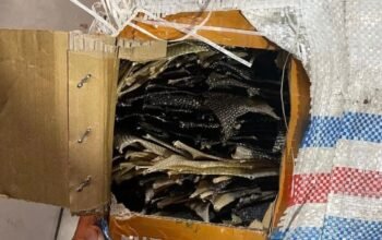 KSKP Bakauheni Berhasil Gagalkan Penyelundupan 358 Kulit Satwa Langka