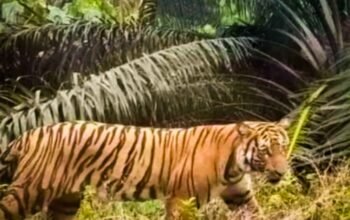 Enggan Tangkap Harimau Pemangsa Warga di Lambar, Satgas Minta Warga tak Bermukim di Kawasan Hutan Lindung