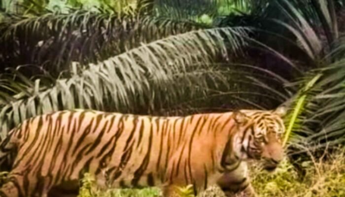 Enggan Tangkap Harimau Pemangsa Warga di Lambar, Satgas Minta Warga tak Bermukim di Kawasan Hutan Lindung