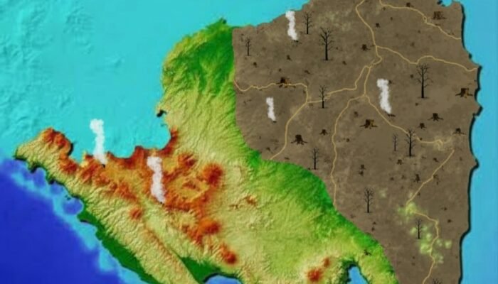 303.000 Hektare Hutan Lampung Hilang dalam Dua Dekad